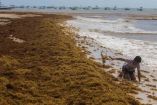 Sargazo no es contaminante: Semar