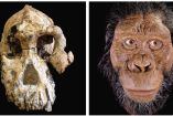 El nuevo hallazgo de fósiles de homínidos en Etiopía demostraría que dos especies distintas habrían  coexistido durante aproximadamente 100 mil años. A la derecha, la reconstrucción digital del MRD. Fotos: AFP