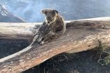Mamá koala protege a su bebé del fuego en Australia