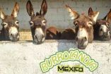 Crean parque en honor al burro; Burrolandia rescata a los equinos