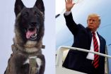 Perrito ayuda en intento de captura de terrorista; Trump le agradece