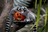 Animales del zoológico de Guatemala celebran Halloween