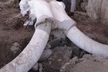 El arqueólogo Luís Córdoba Barradas informó además que en el municipio de Coacalco se encontraron dos trampas de mamut consideradas como las primeras en el mundo. Foto: Notimex