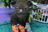 Muere 'Lewis', el koala rescatado de incendio en Australia