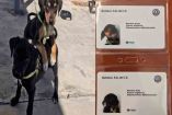 Volkswagen contrata a 2 tiernos cachorritos abandonados
