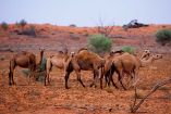 Matarán a 10 mil camellos salvajes en Australia por agua