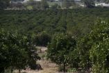 Extenso cultivo de limón persa en el sureste mexicano, con árboles alineados en hileras bien definidas. Al fondo se observan invernaderos y zonas agrícolas adicionales, lo que evidencia la tecnificación creciente del campo en esta región. Esta plantación es parte del auge exportador del cítrico mexicano.