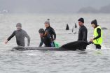 Dramático rescate de ballenas encalladas en Australia; mueren 90