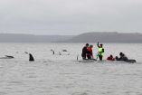 Mueren casi todas las ballenas encalladas en Australia