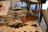 ¿Qué le pasó al gatito? Ilusión óptica se vuelve viral