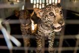 Estos son los dos cachorros de jaguar que fueron rescatados en Nicaragua.