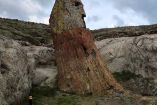 Descubren un árbol petrificado de 20 millones de años