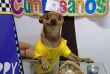 Perrito reacciona a fiesta de cumpleaños con sonrisa