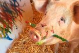 Pigcasso, la cerdita pintora Foto: *Instagram @pigcassohoghero