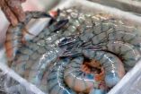 Las ventas al exterior de pescados, crustáceos y moluscos incrementaron 84%. Foto: Especial