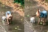 Perrito sale a pasear y regresa con un gatito bebé para que lo adopten