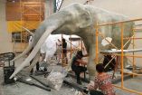 Por primera vez, el artista Sergio de la Rosa muestra fotografías de las esculturas en las que recrea al mamut. Aquí, los trabajos en su taller del Estado de México. Fotos: Cortesía Sergio de la Rosa