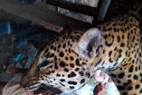 Un ejemplar de jaguar fue cazado y destazado, en el municipio de Palizada, Campeche. Foto: Especial