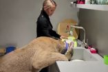 Mujer adopta enorme puma como mascota; así es el "rey" de la casa