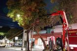 Bomberos retiran árbol a punto de caer en la colonia Doctores.
