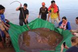 Aparece mantarraya de 4 metros de largo en Camboya