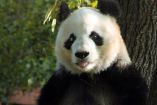 imagen de un oso panda 