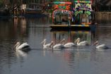 Patos nadan en canal de Xochimilco