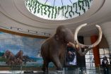 Museo del mamut en el AIFA.