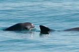A pesar de que en el Alto Golfo de California sólo quedan alrededor de ocho ejemplares de vaquita marina, incluidas dos crías, un reciente estudio científico establece que la especie no está condenada a la extinción por la falta de variabilidad genética.