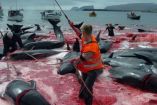 Matanza de delfines en las Islas Feroe.