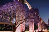 Los arcos iluminados con el violeta de las jacarandas