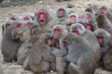 Un grupo de macacos reunidos en Japón.