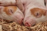 cerdos durmiendo