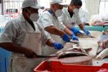 trabajadores limpian pescado