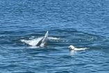 El perro Tippy nada junto a una ballena gris.