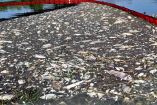 Peces muertos flotan en el río Oder.