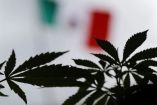 Planta de cannabis y bandera mexicana al fondo