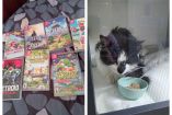 Publicacón del joven que vendía en Facebook sus videojuegos para tener dinero y salvar a su gatita.