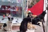 Los perritos callejeros en la zapatería 