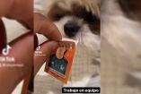Perrito ayuda a llenar álbum Panini.