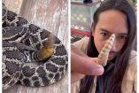 Marco Antonio Martínez Damian, Damianimals, mostró lo que hay dentro de la cola de la víbora de cascabel.