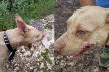 perrita herida por enfrentar a ladrón