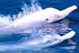 Delfines rosados
