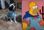 perrito disfrazado como Homero