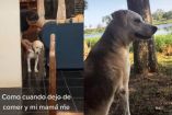 Moka, el perrito que se empachó