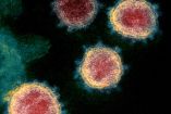 La cepa de coronavirus desarrollada en el laboratorio es 80% más letal.
