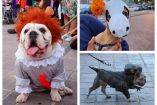 Perros disfrazados por Halloween, en Oaxaca.