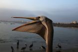 Los pelícanos también son susceptibles a contraer gripe aviar. (Reuters)