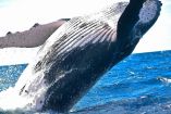 ballena