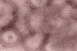 El virus de la influenza